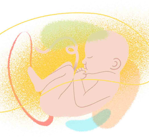Dibujo de bebé simulando que estuviese en el utero. - Mustela España - 1