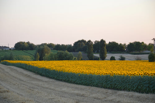 sunflowers_oil - Mustela España - 1
